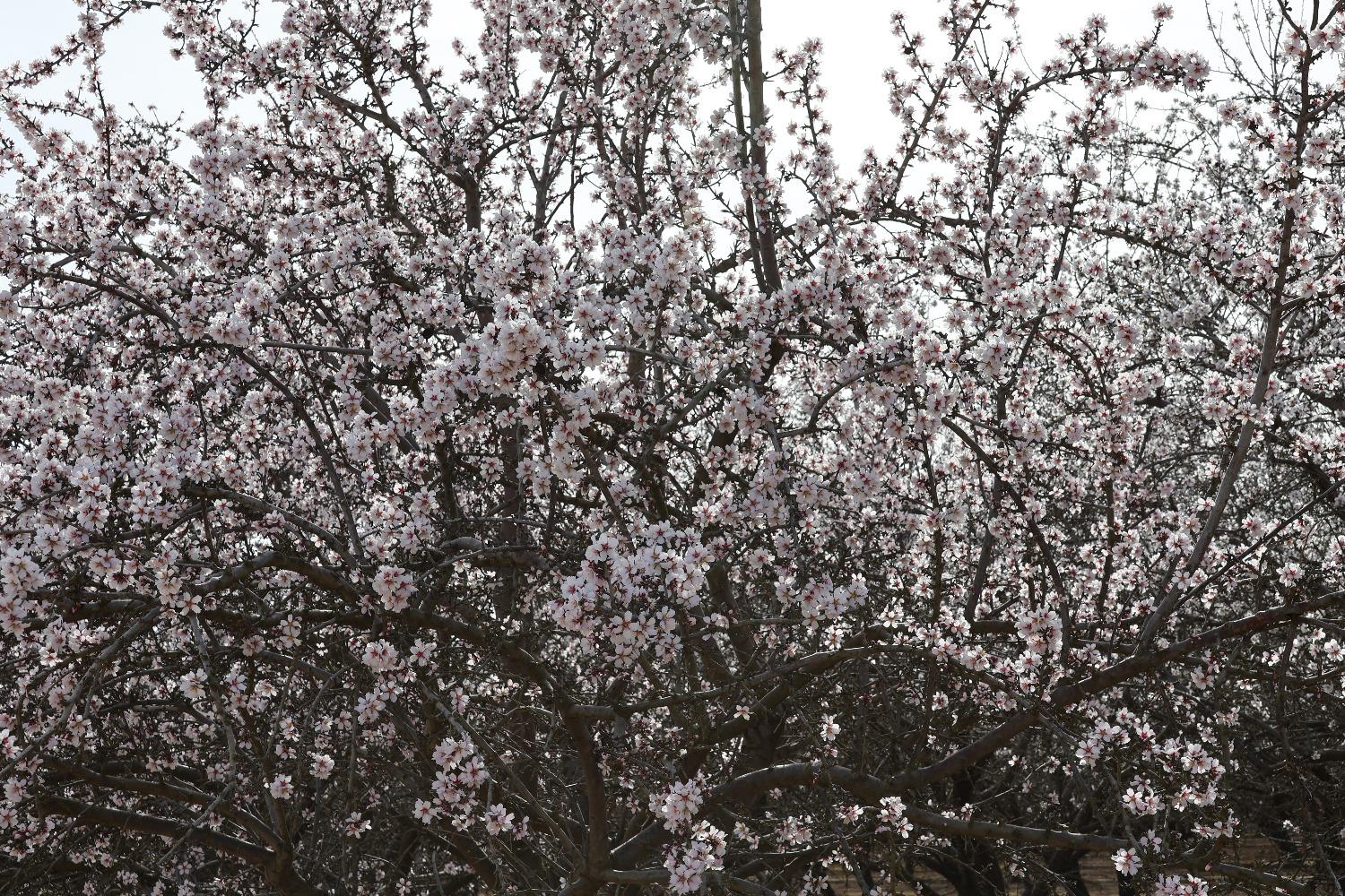 1 W. Shields Ave, Firebaugh, CA 93622