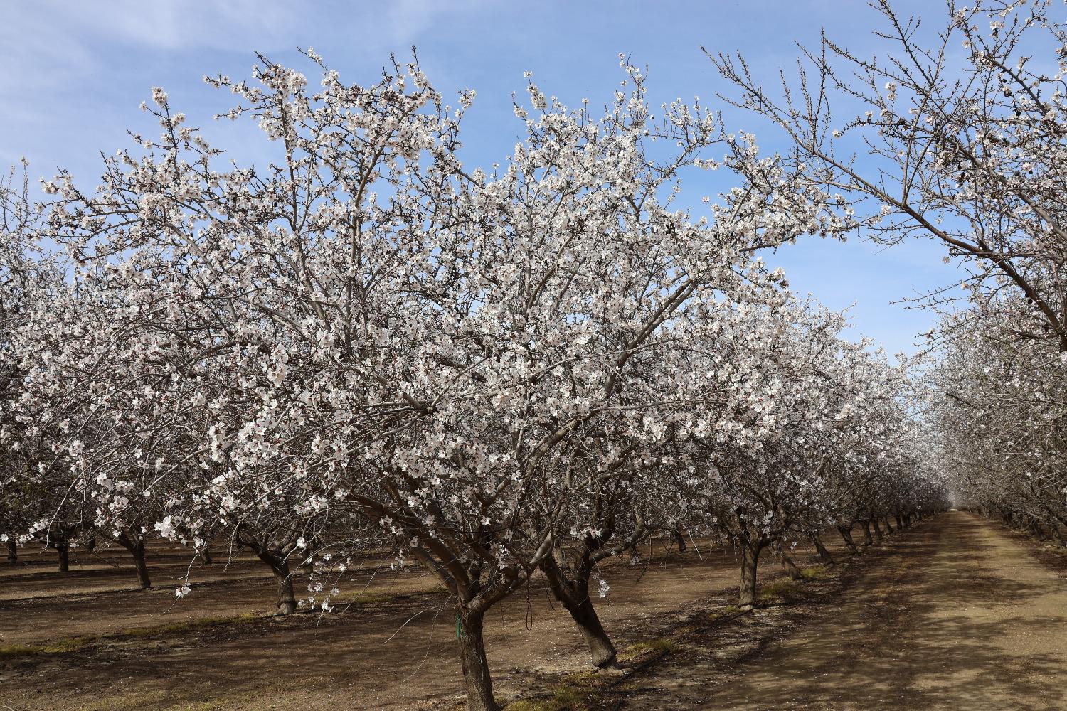 1 W Shields Ave, Firebaugh, CA 93622