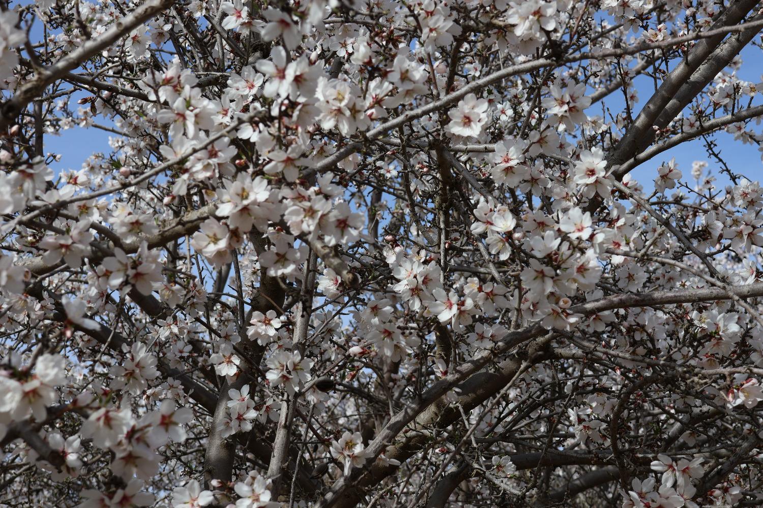 1 W Shields Ave, Firebaugh, CA 93622