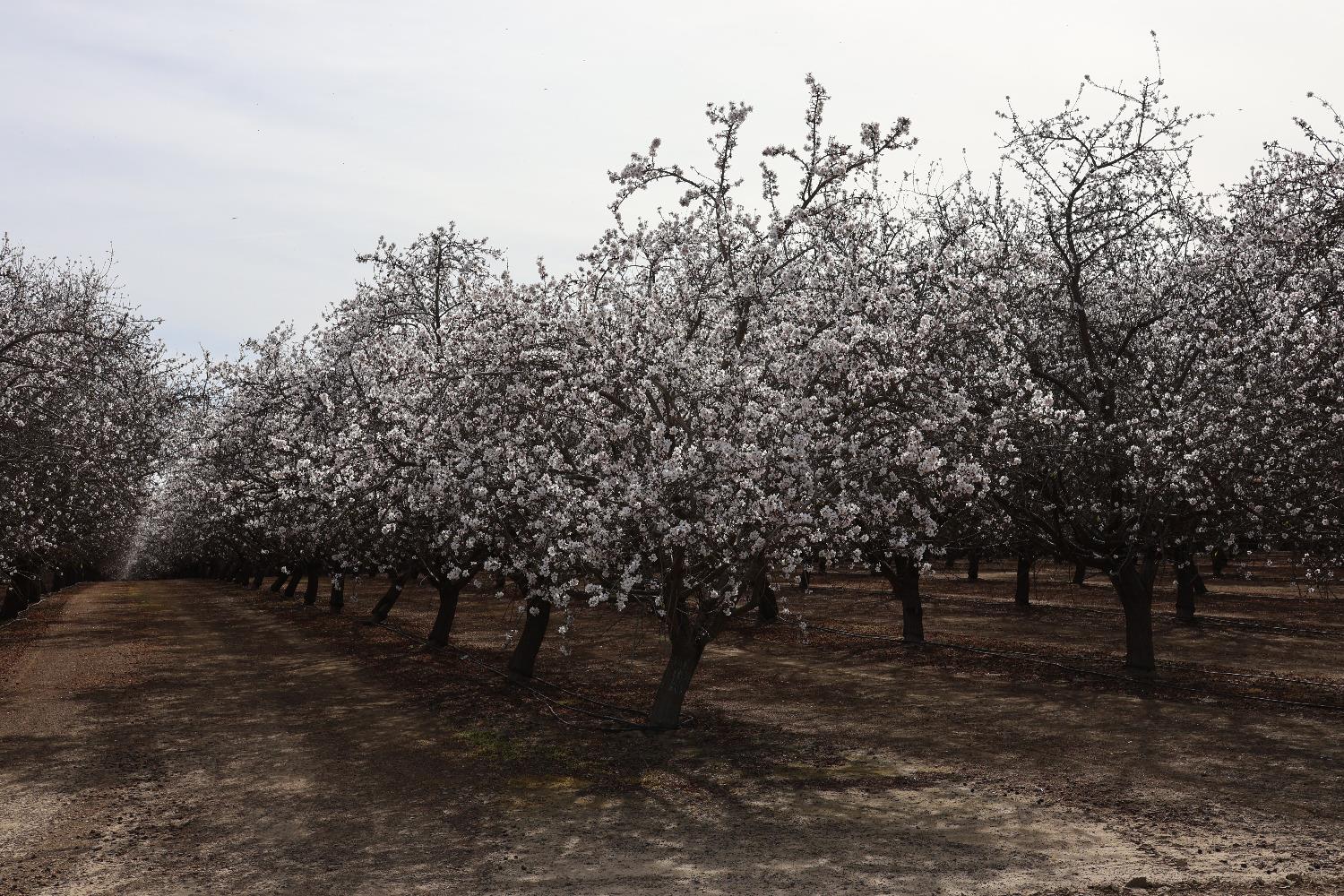 1 W Shields Ave, Firebaugh, CA 93622