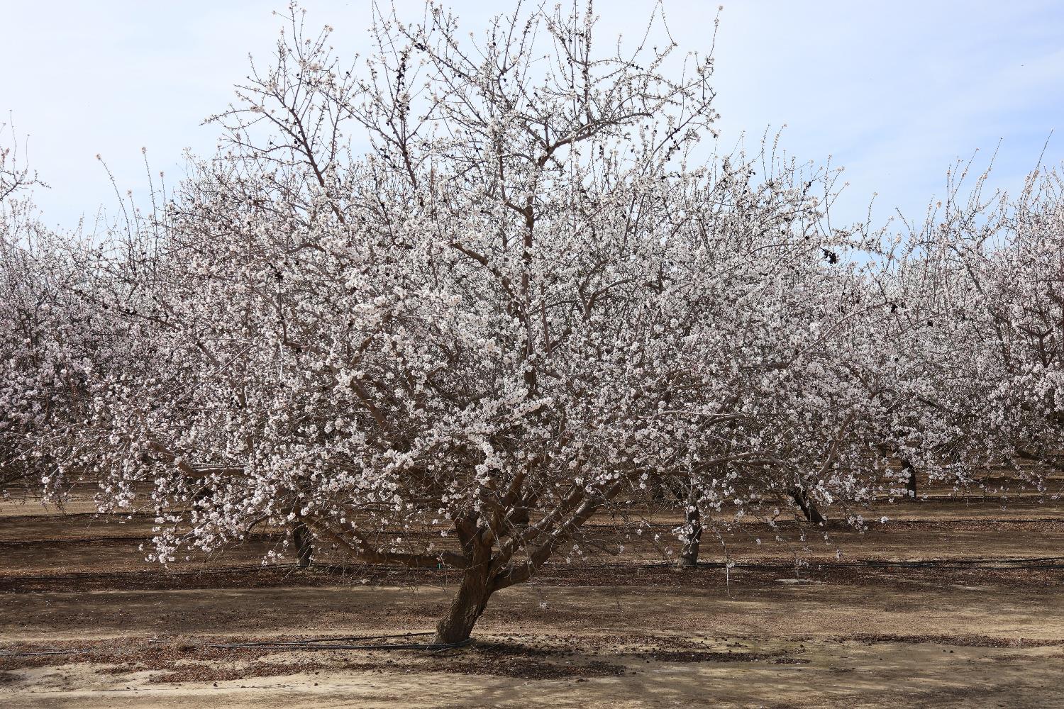 1 W Shields Ave, Firebaugh, CA 93622