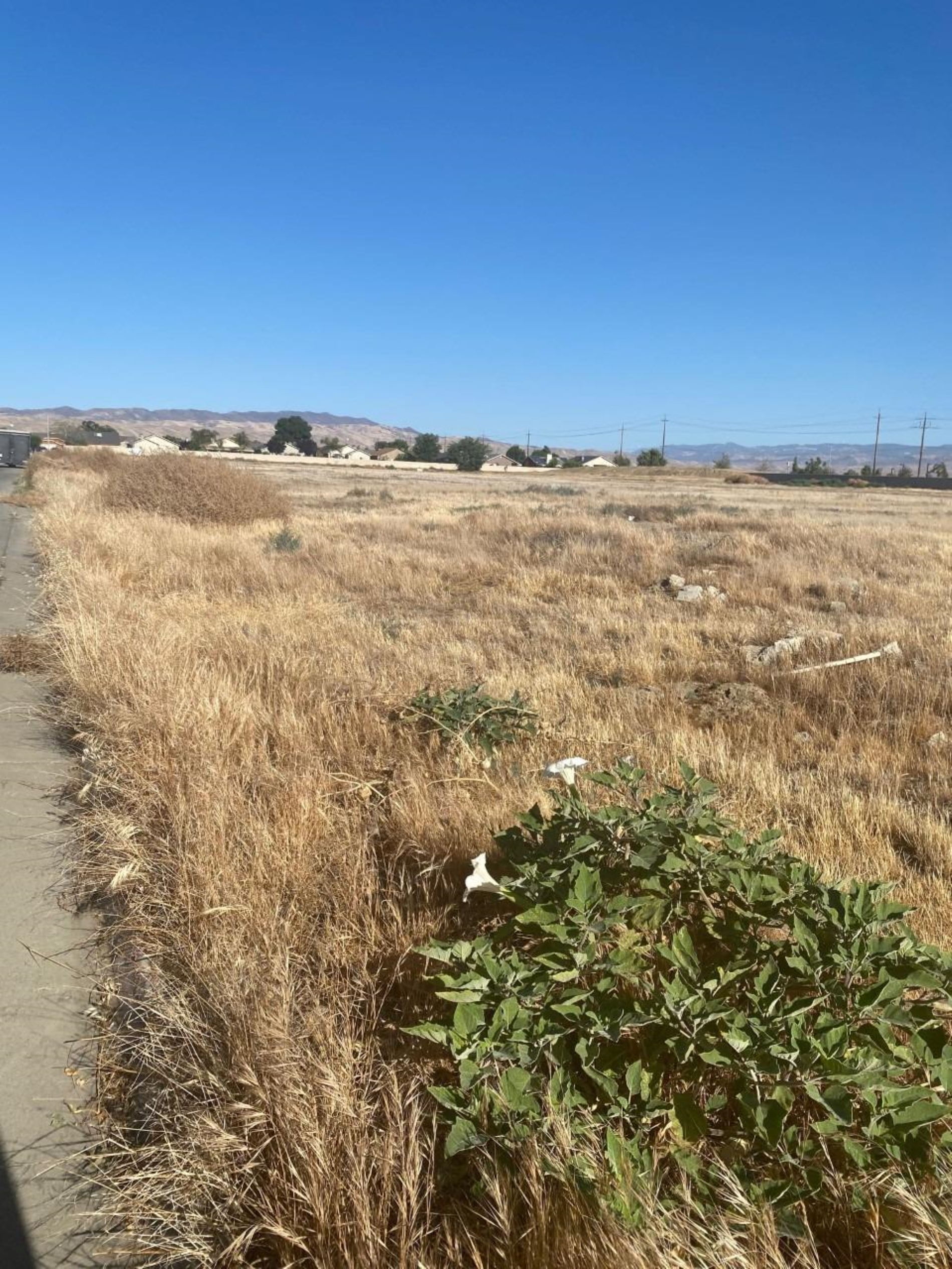 4 Willow Springs, Coalinga, CA 93210