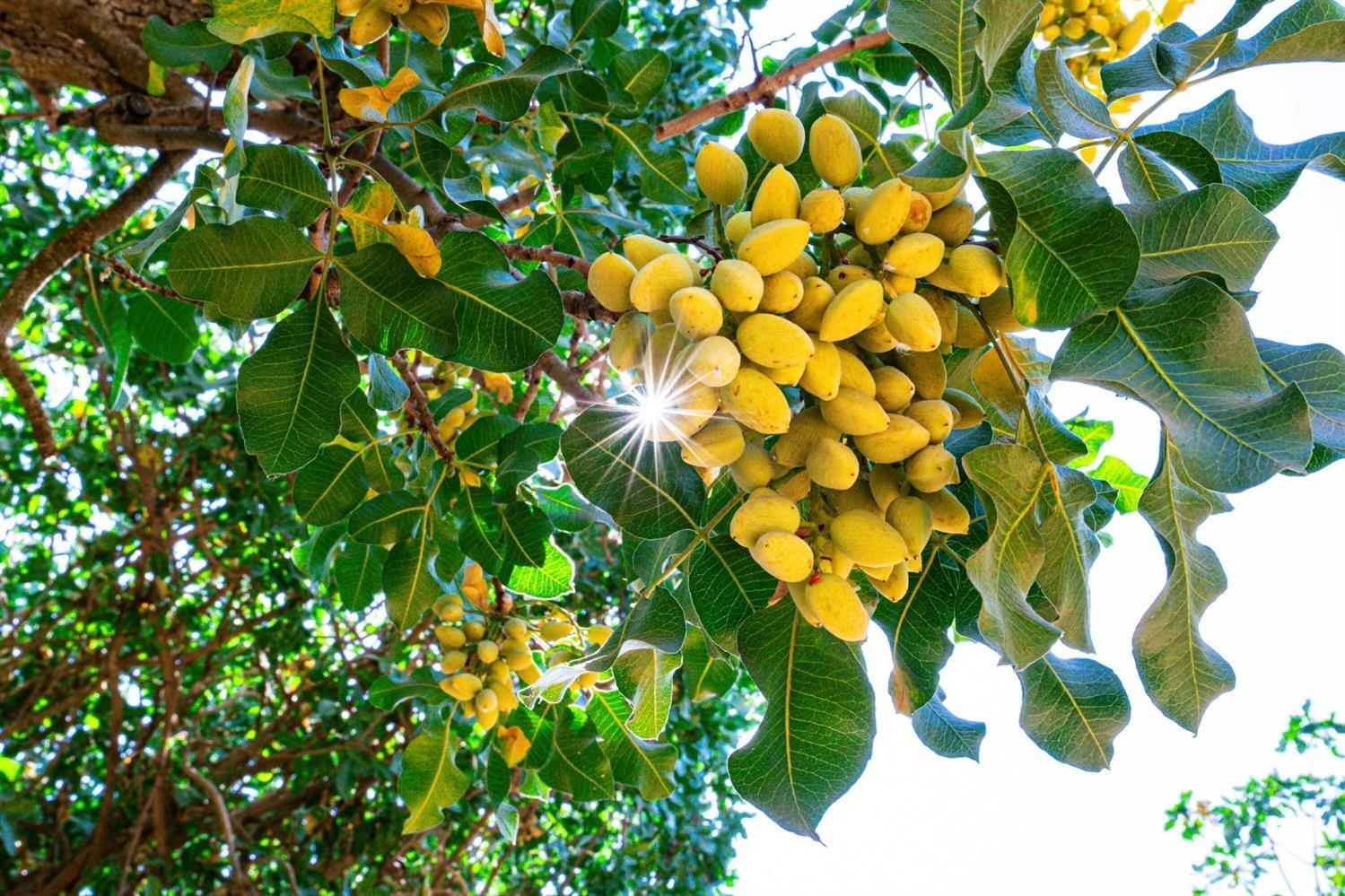 80 Avenue 21 1/2, Madera, CA 93638