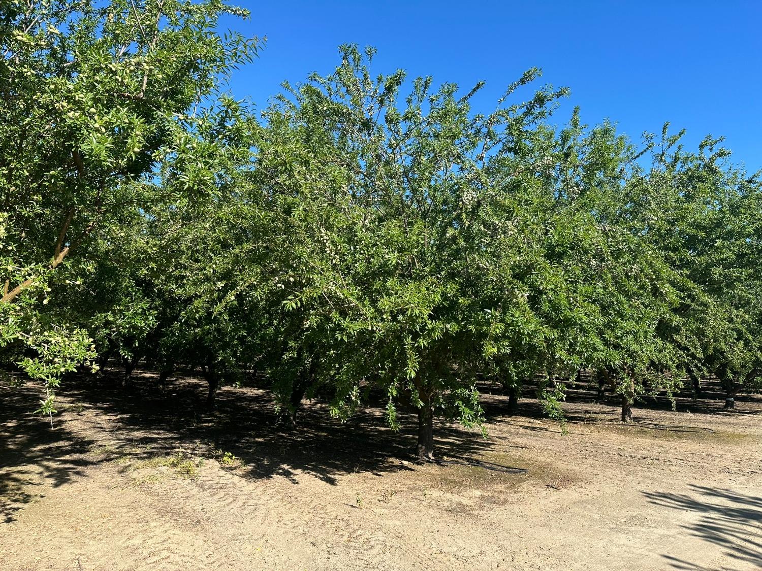 0 0 NEC Chestnut & Mountain View Ave, Selma, CA 93662