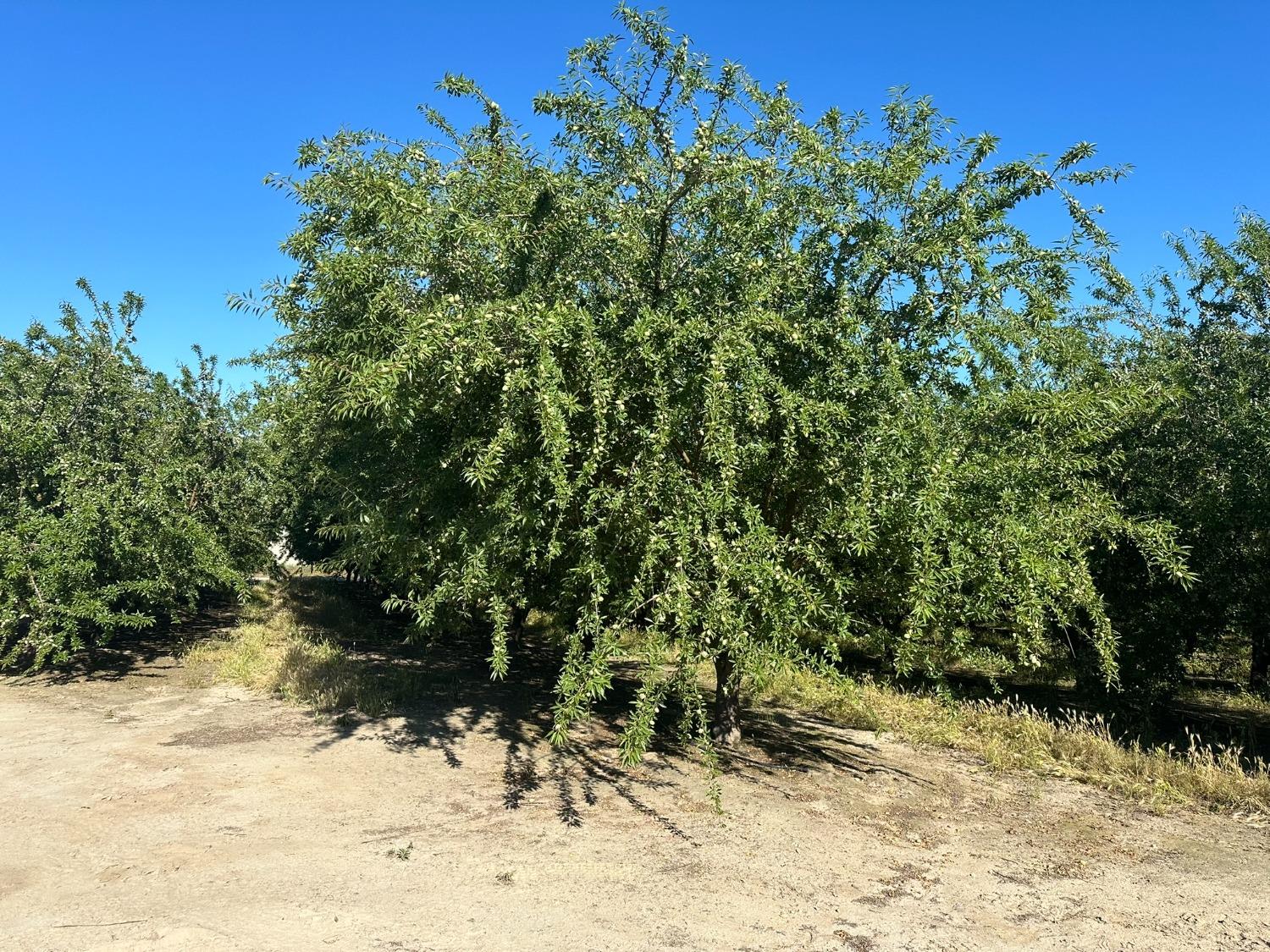 0 0 NEC Chestnut & Mountain View Ave, Selma, CA 93662