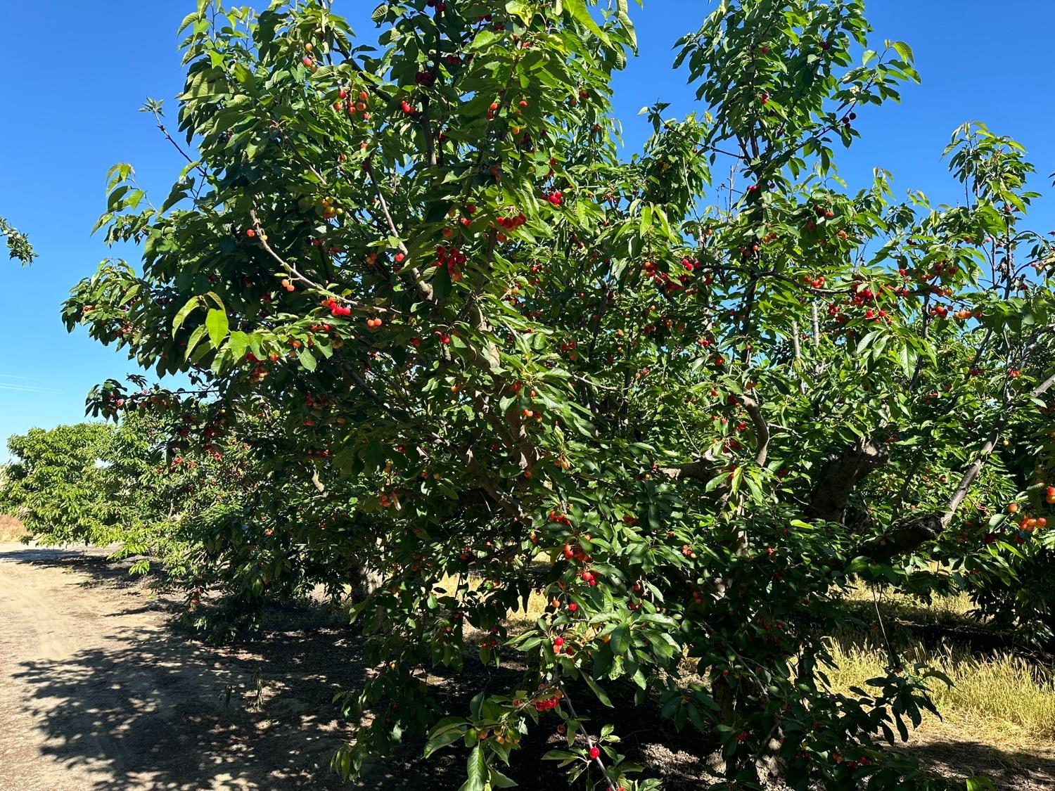 0 0 NEC Chestnut & Mountain View Ave, Selma, CA 93662