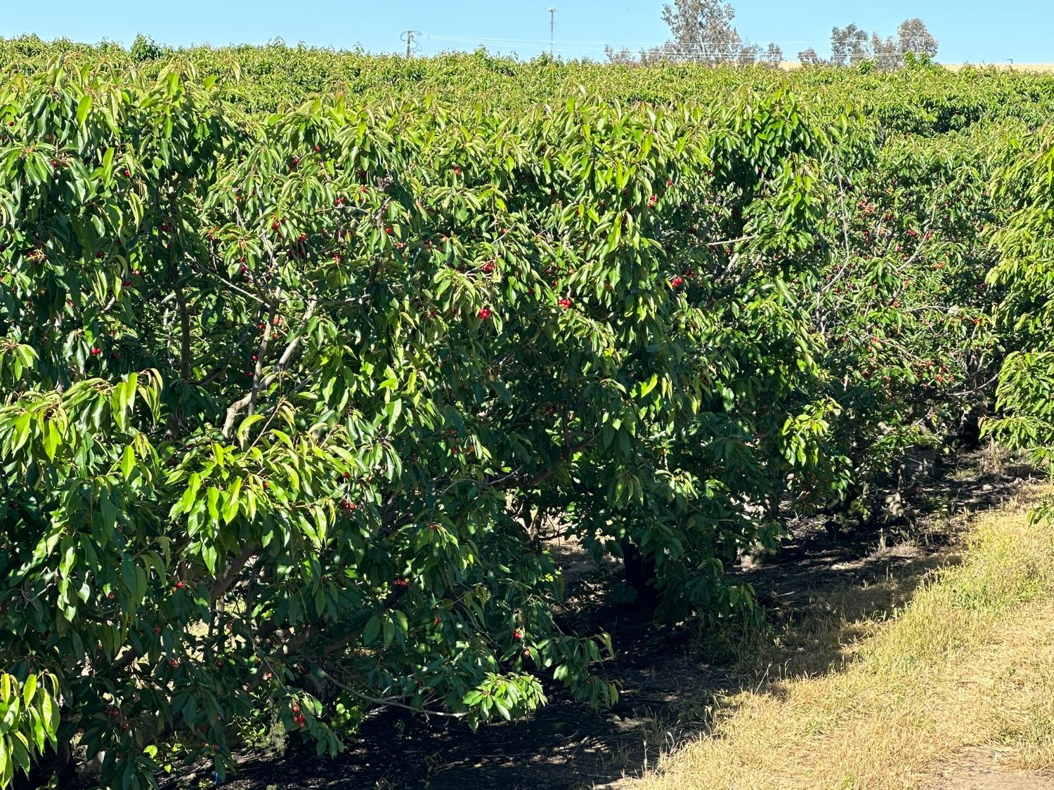 0 0 NEC Chestnut & Mountain View Ave, Selma, CA 93662