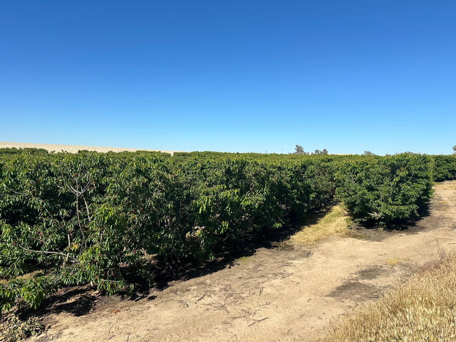 0 0 NEC Chestnut & Mountain View Ave, Selma, CA 93662