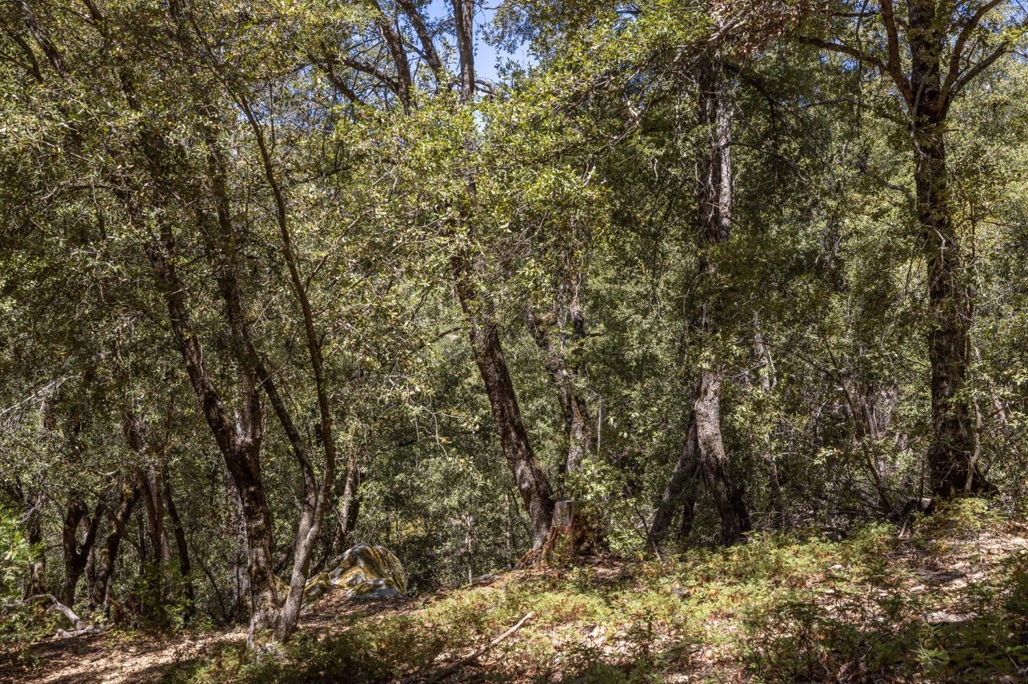 8 N Cedar Vista Circle, Bass Lake, CA 93604