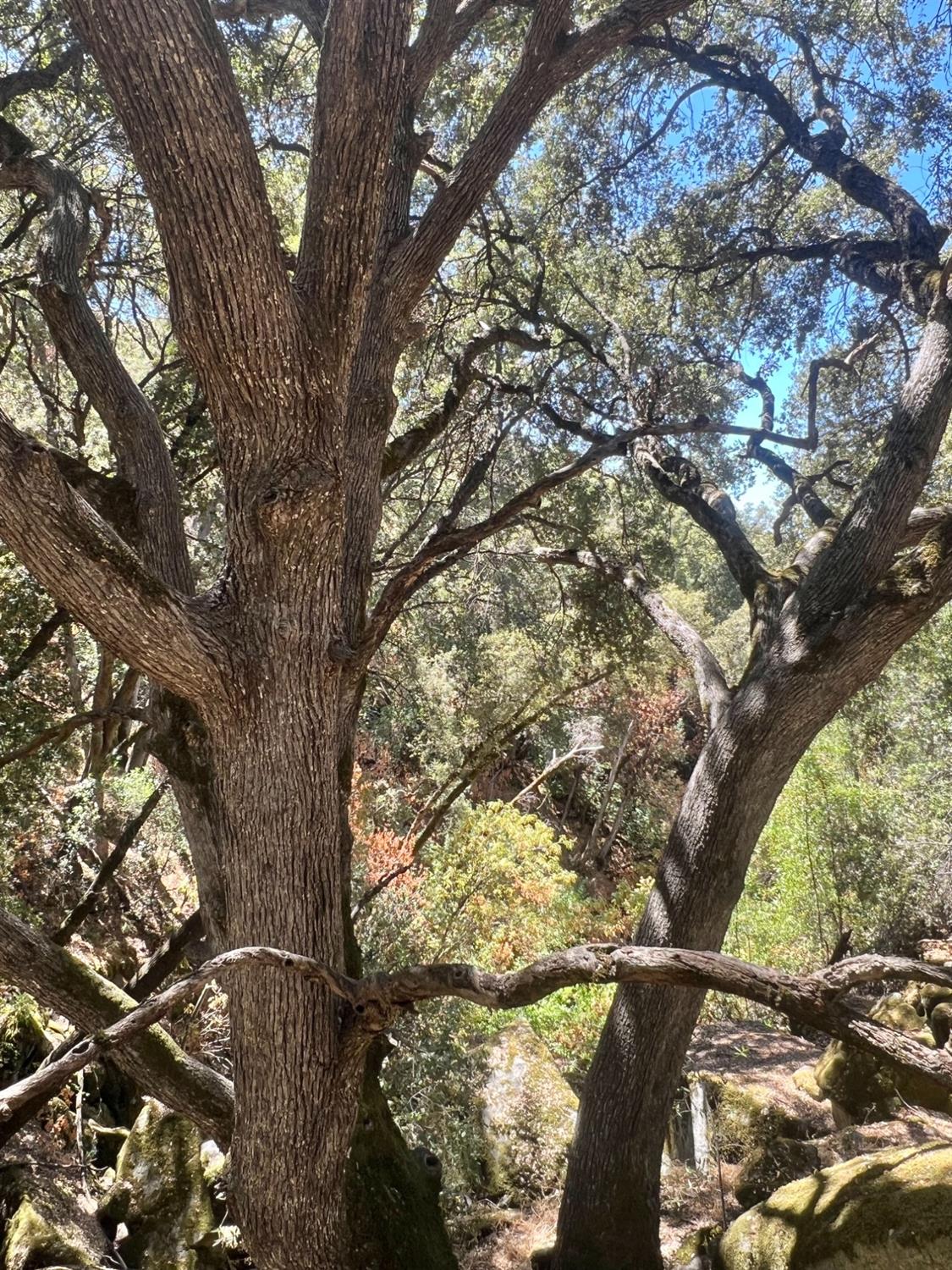 44981 Todd Eymann Rd, Miramonte, CA 93641