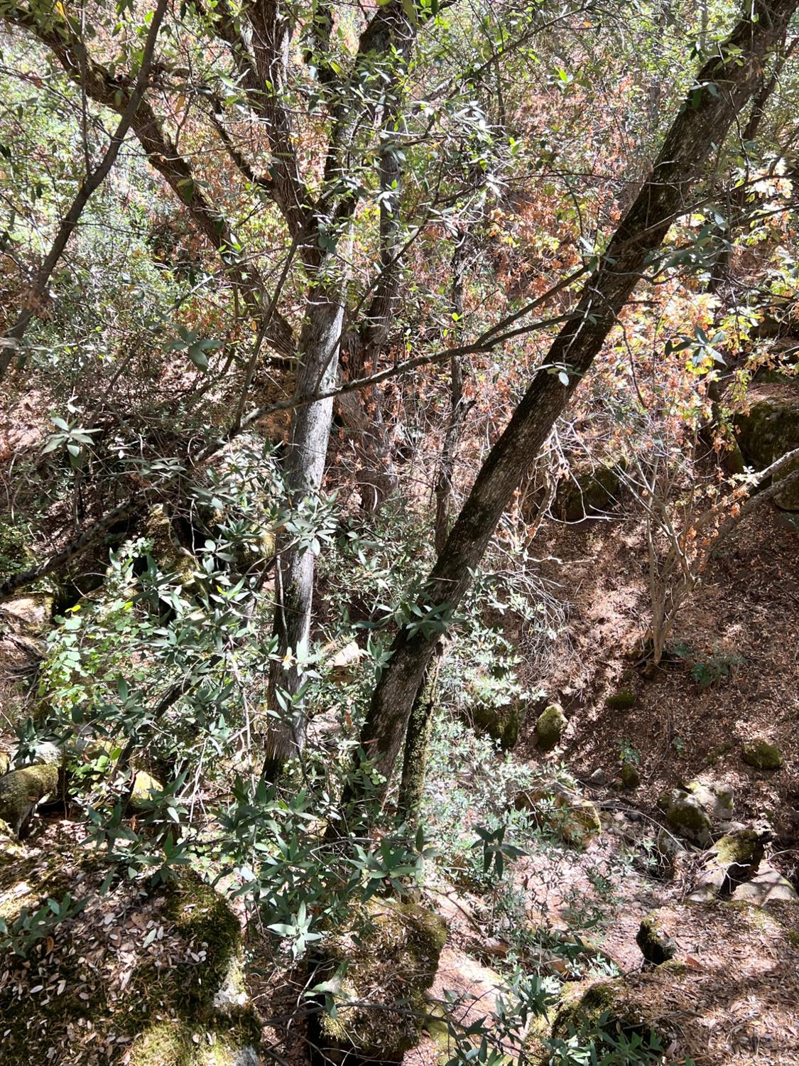 44981 Todd Eymann Rd, Miramonte, CA 93641