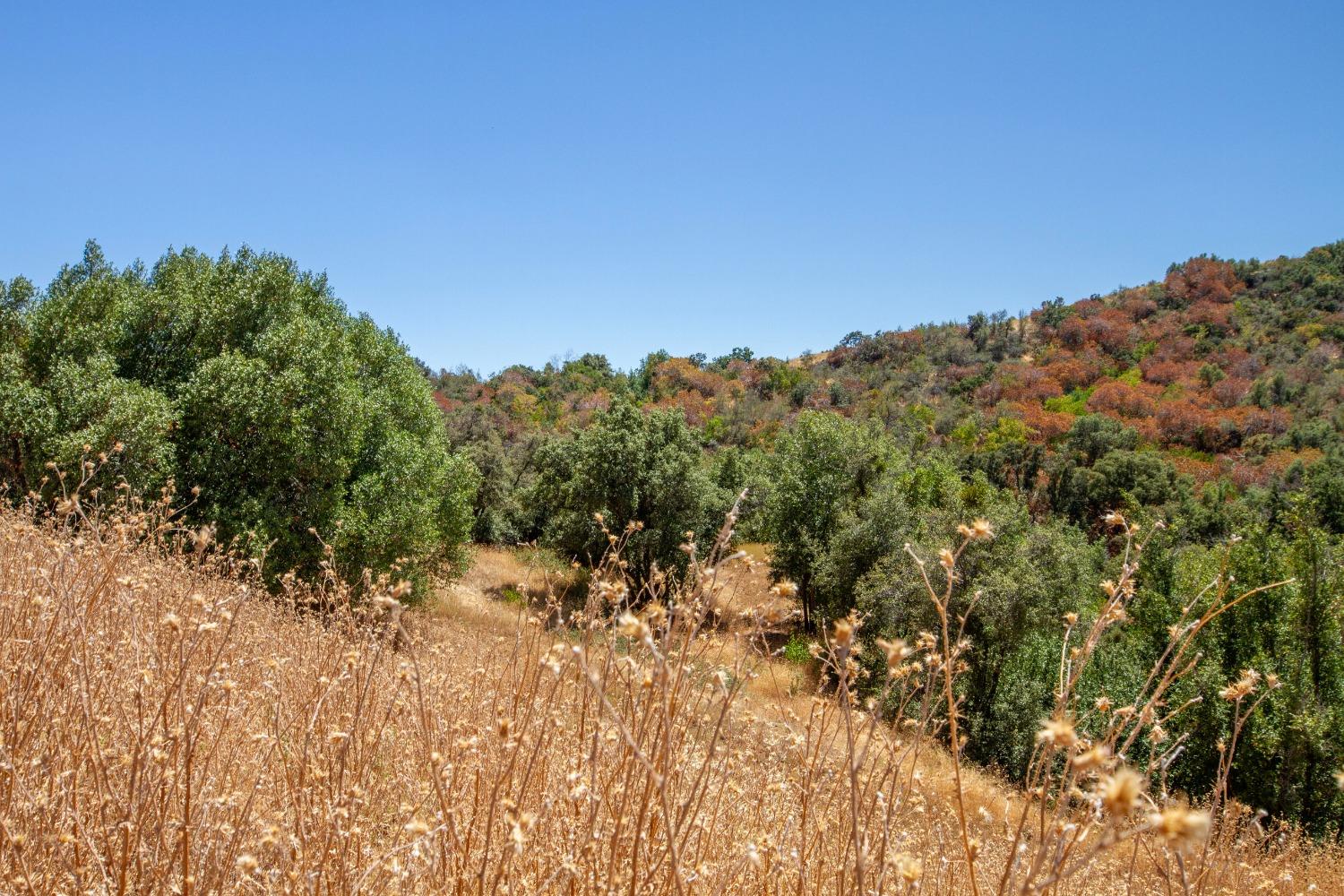 44981 Todd Eymann Rd, Miramonte, CA 93641