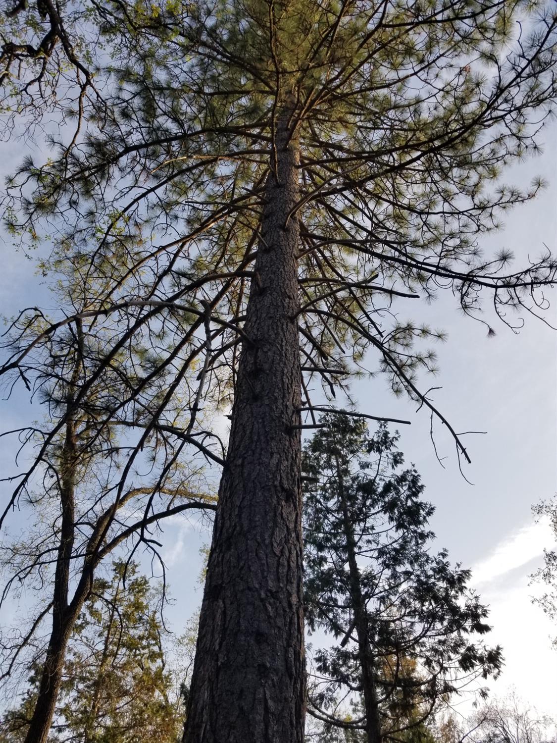 1 Oak Lane-APN 057-310-016 Ln, Oakhurst, CA 93644