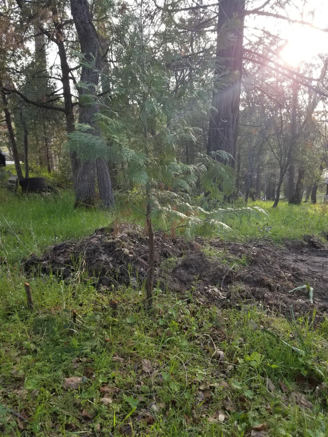 1 Oak Lane-APN 057-310-016 Ln, Oakhurst, CA 93644