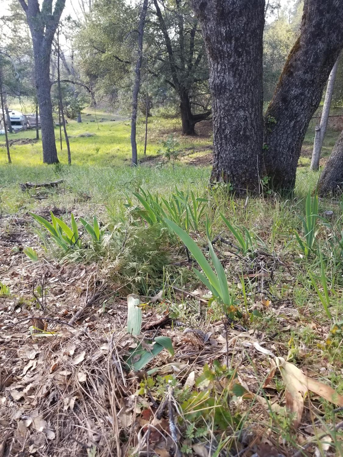 1 Oak Lane-APN 057-310-016 Ln, Oakhurst, CA 93644