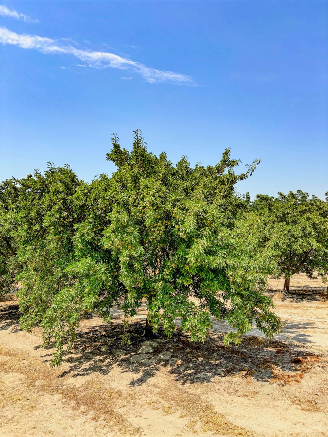 2457 E Clarkson Ave, Selma, CA 93662