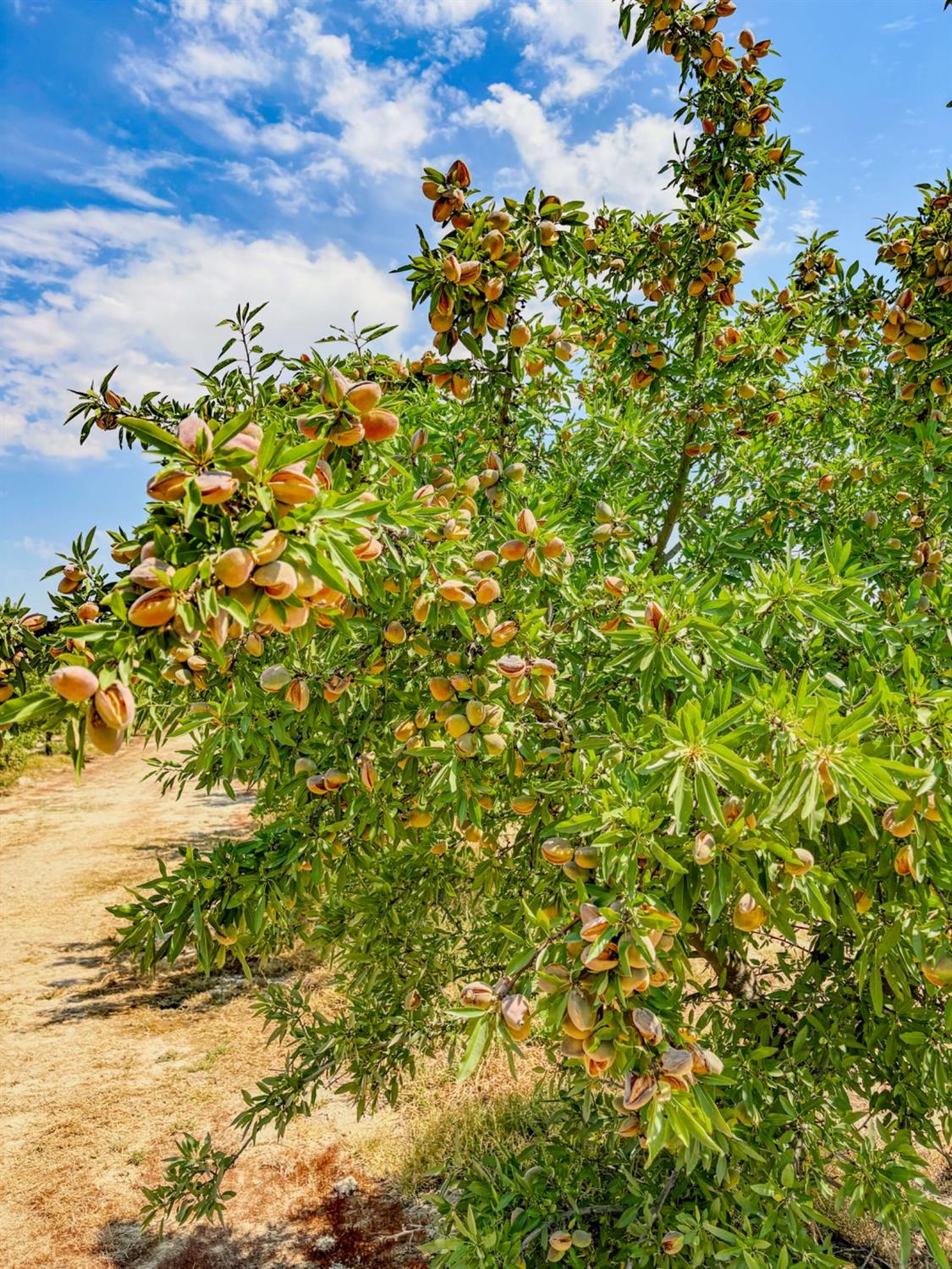 2457 E Clarkson Ave, Selma, CA 93662