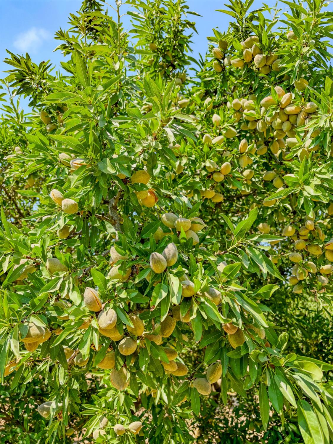 2457 E Clarkson Ave, Selma, CA 93662