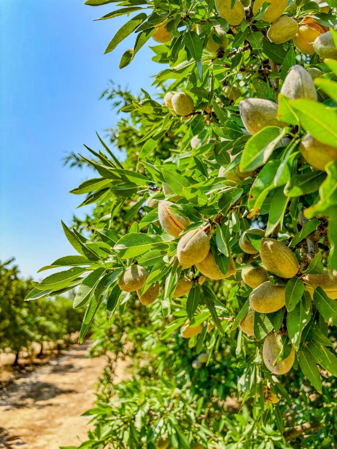 2457 E Clarkson Ave, Selma, CA 93662