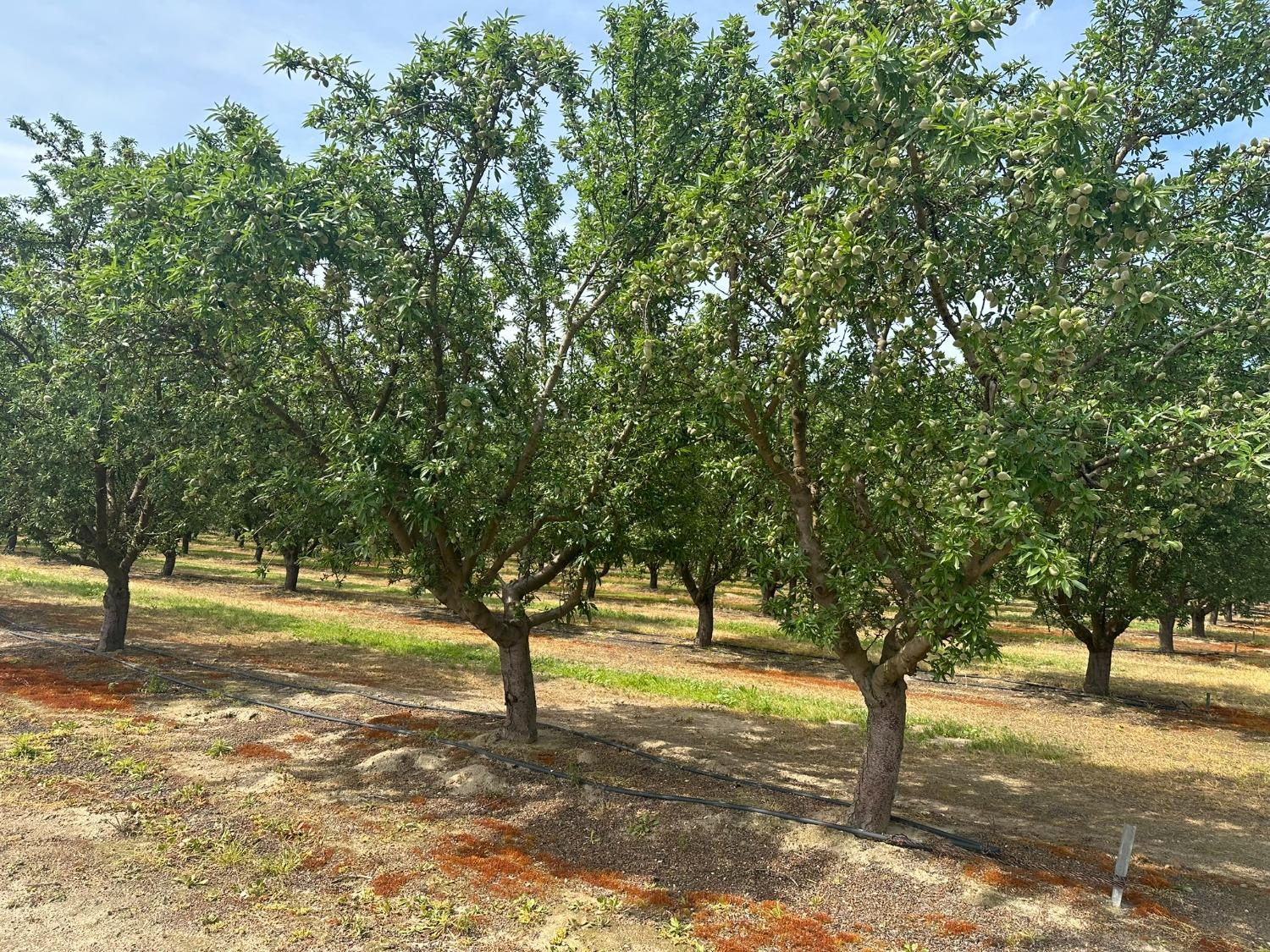 16027 S Marks Ave, Caruthers, CA 93609