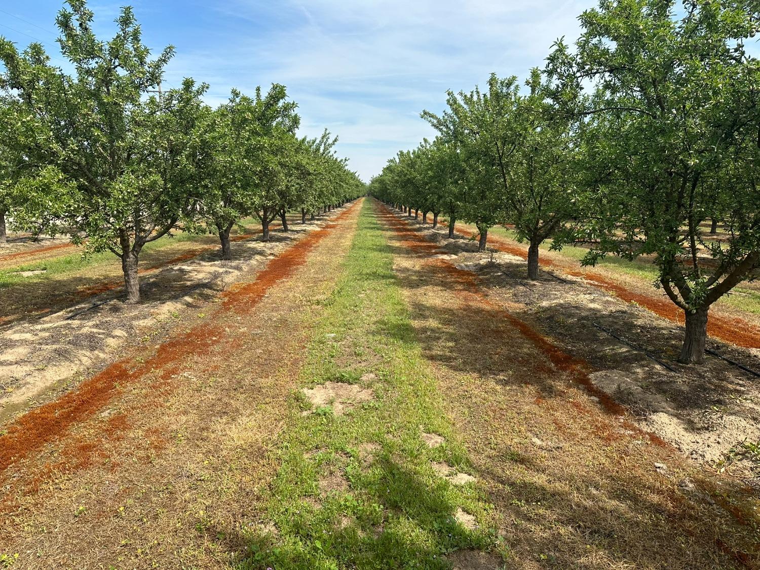 16027 S Marks Ave, Caruthers, CA 93609