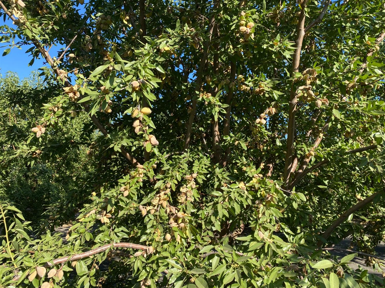 9833 S Colusa Ave, San Joaquin, CA 93660