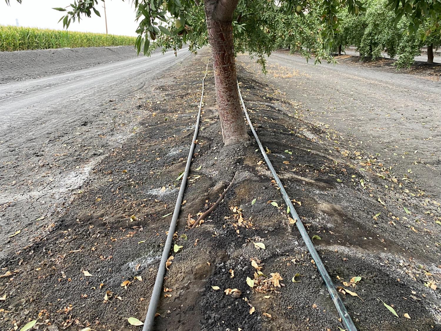 9833 S Colusa Ave, San Joaquin, CA 93660