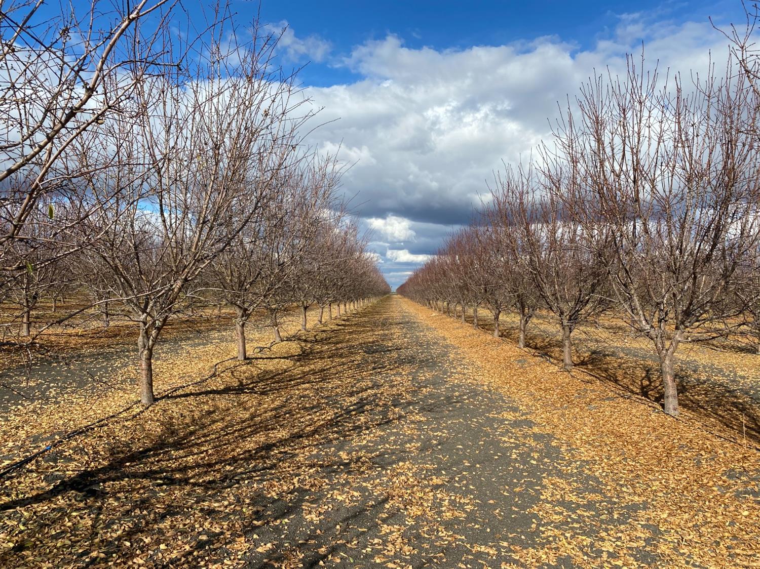 9833 S Colusa Ave, San Joaquin, CA 93660