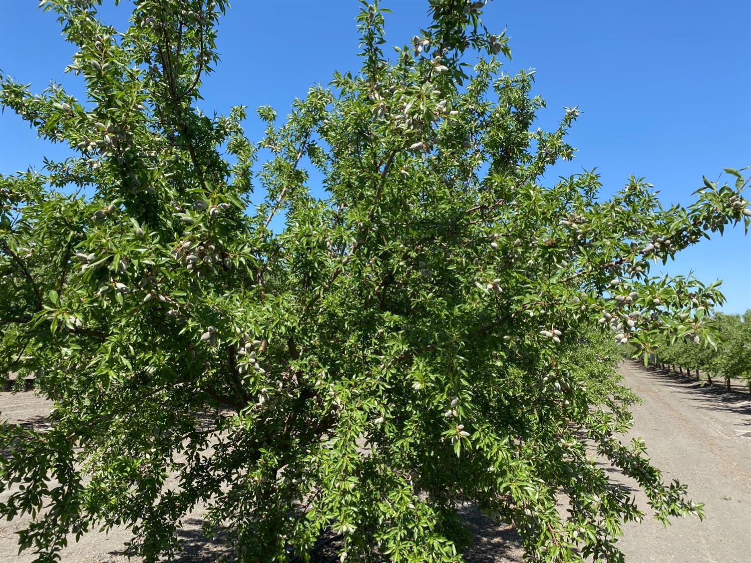 9833 S Colusa Ave, San Joaquin, CA 93660