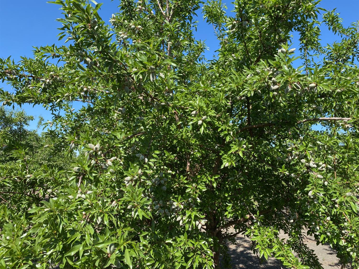 9833 S Colusa Ave, San Joaquin, CA 93660