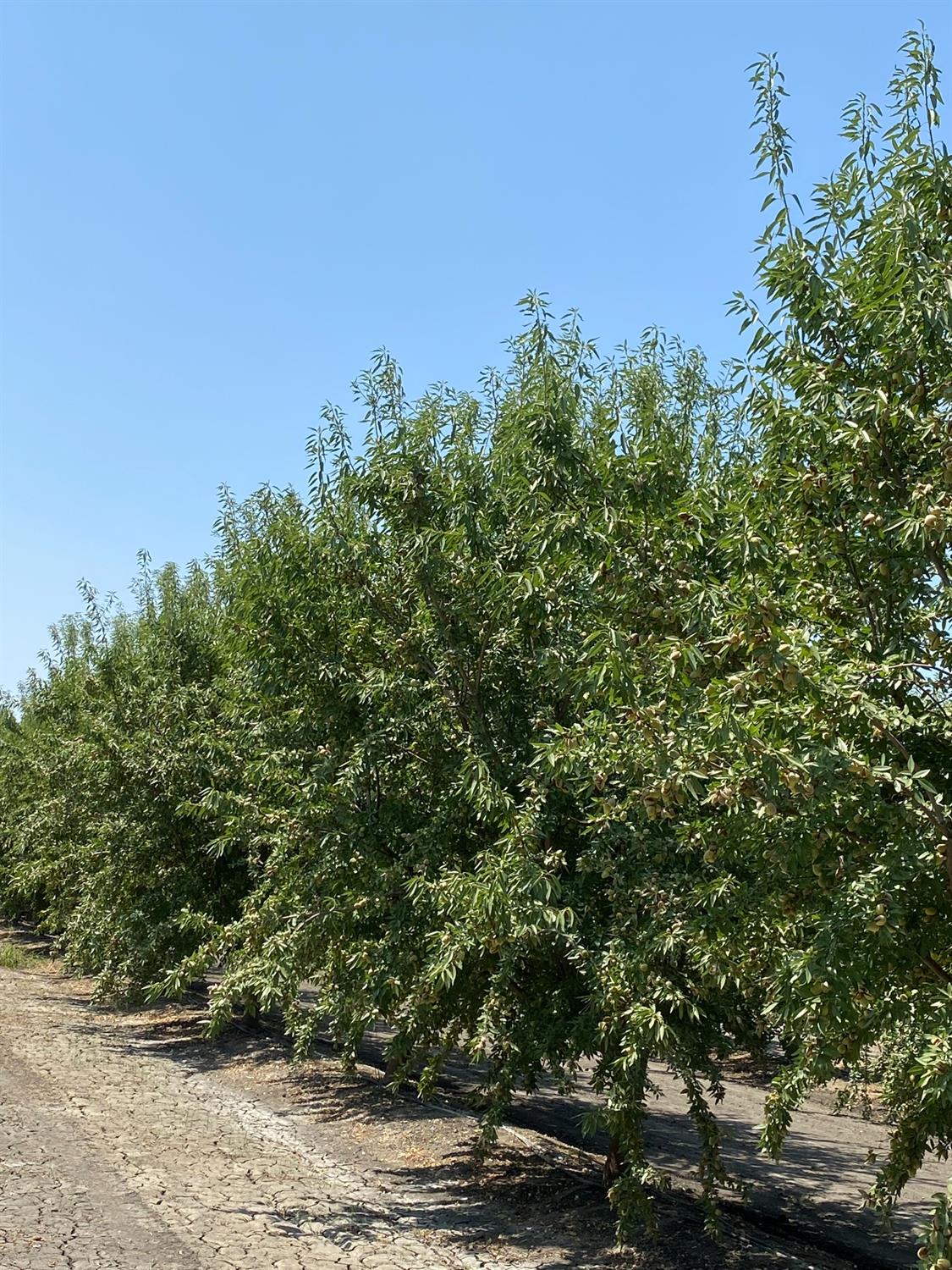 9833 S Colusa Ave, San Joaquin, CA 93660