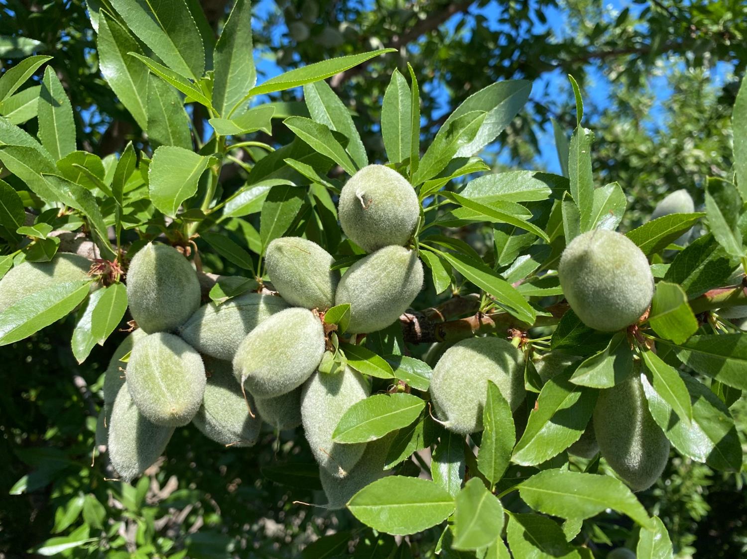 9833 S Colusa Ave, San Joaquin, CA 93660