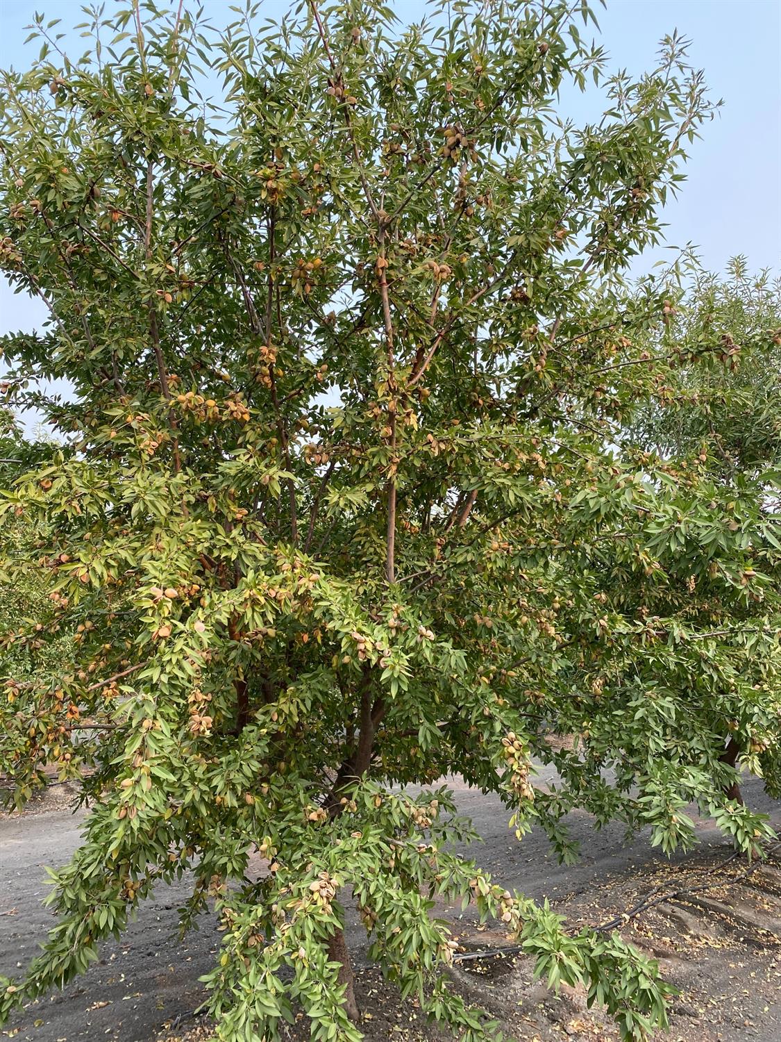 9833 S Colusa Ave, San Joaquin, CA 93660