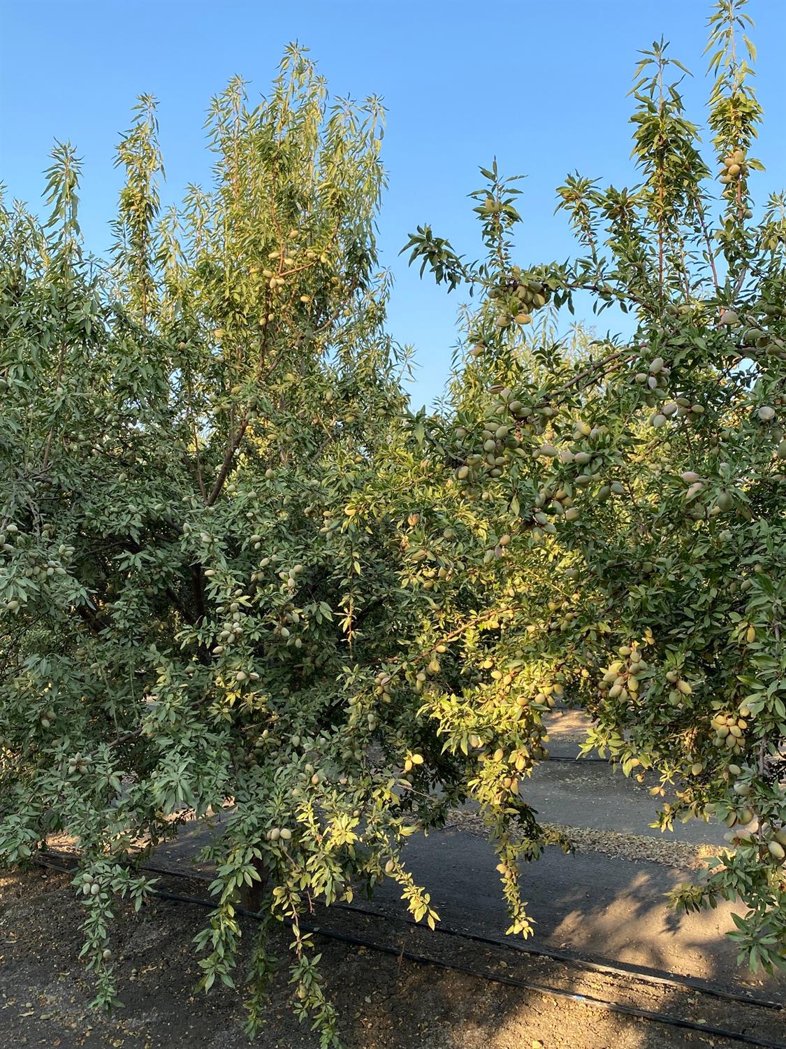 9833 S Colusa Ave, San Joaquin, CA 93660