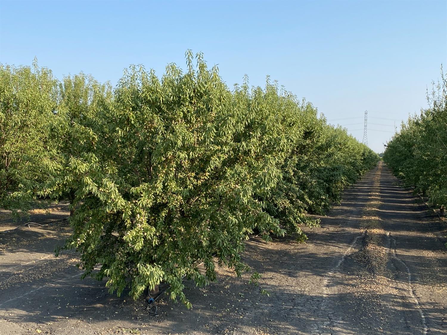 9833 S Colusa Ave, San Joaquin, CA 93660