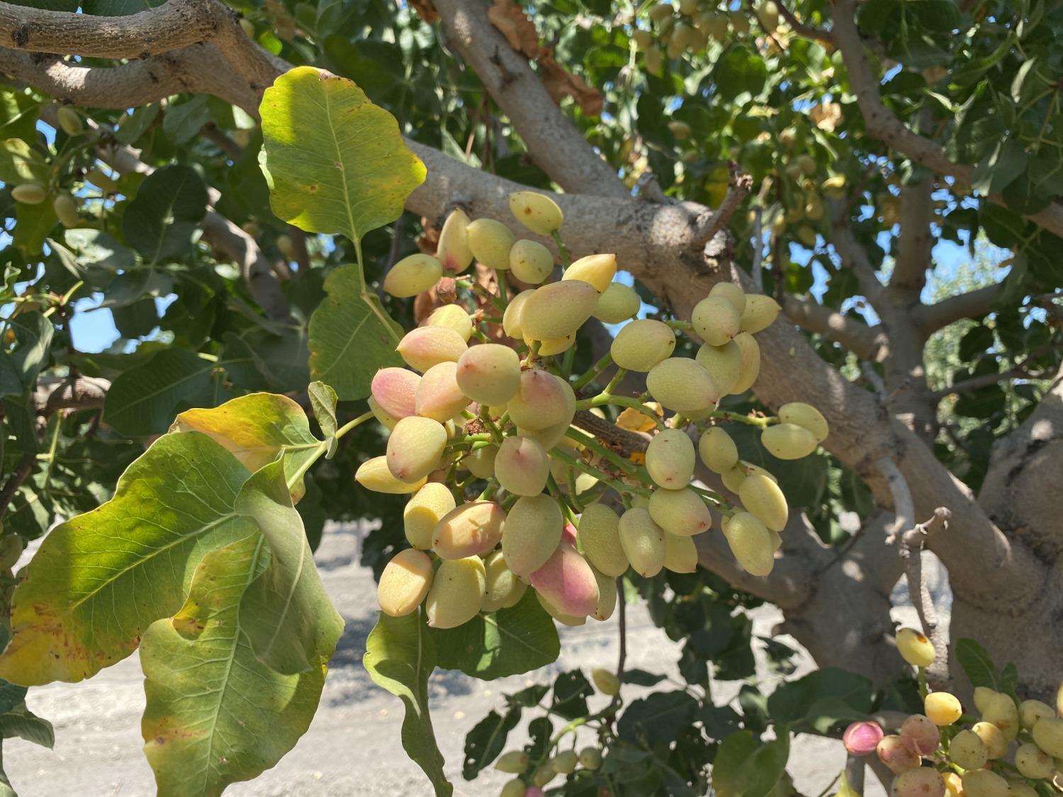 9833 S Colusa Ave, San Joaquin, CA 93660