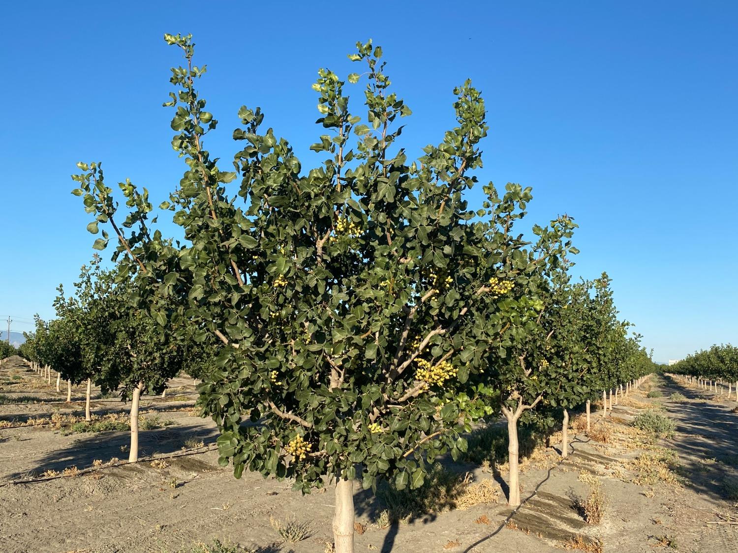 9833 S Colusa Ave, San Joaquin, CA 93660