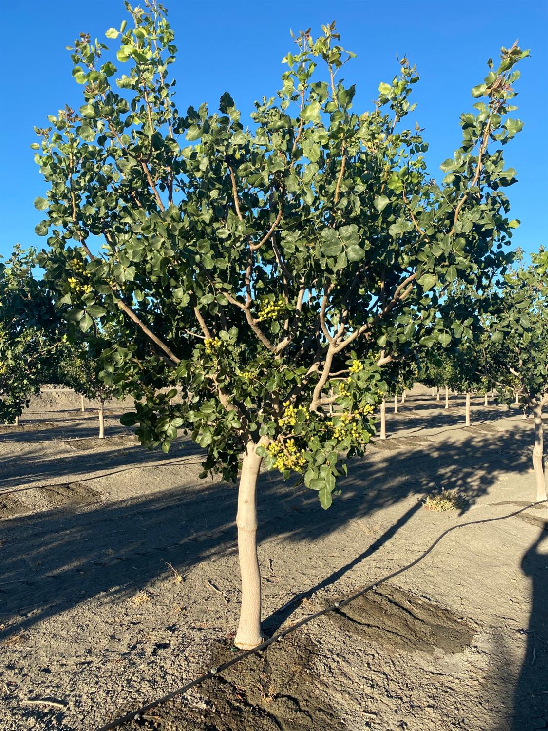 9833 S Colusa Ave, San Joaquin, CA 93660