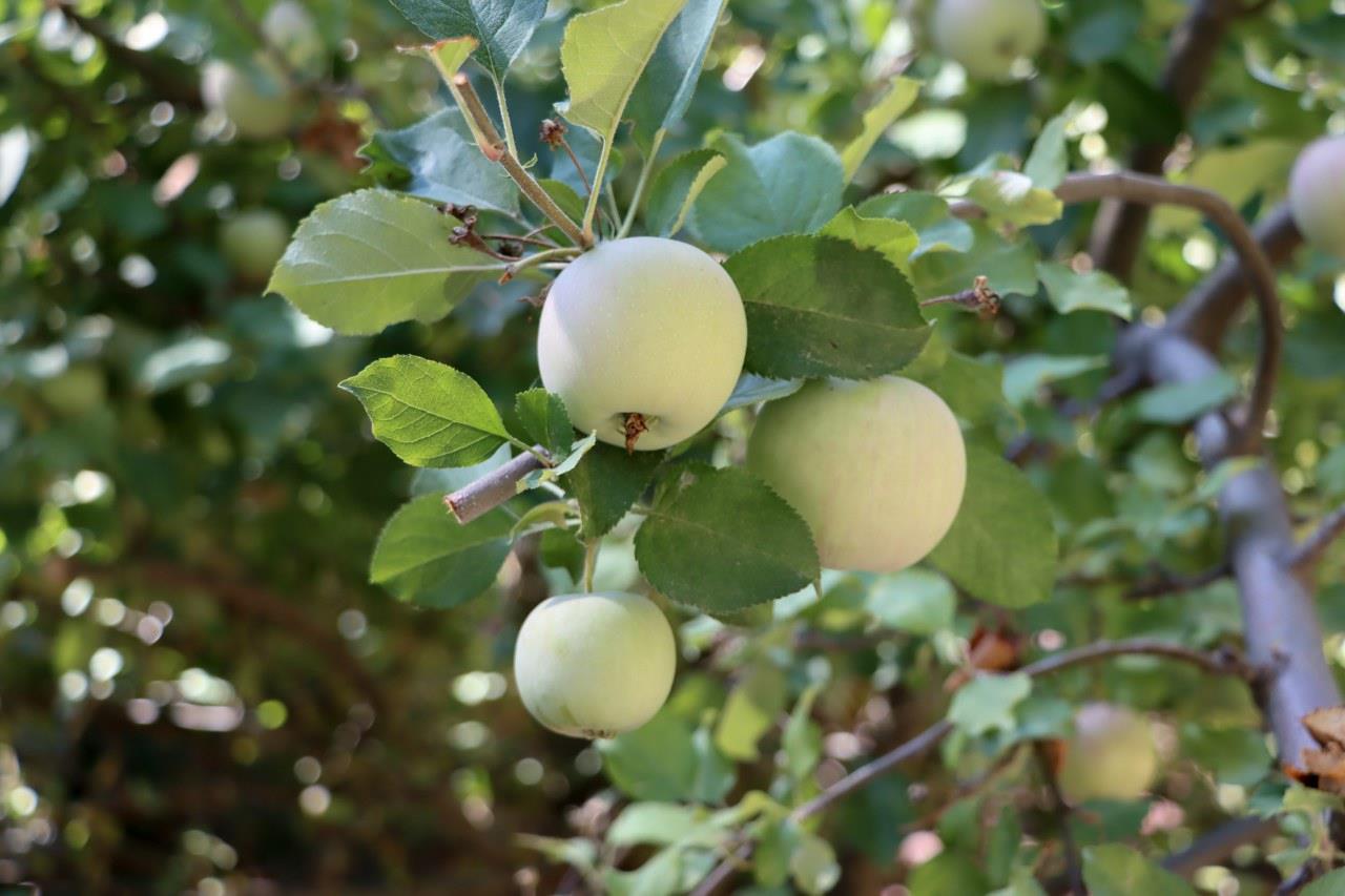 36555 Mudge Ranch Rd, Coarsegold, CA 93614