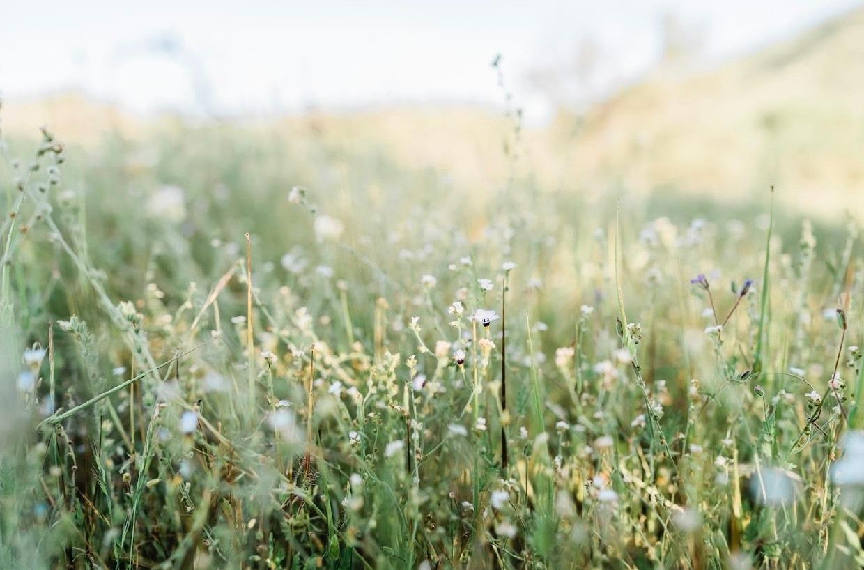 11185 Rusty Spur Ln, Clovis, CA 93619