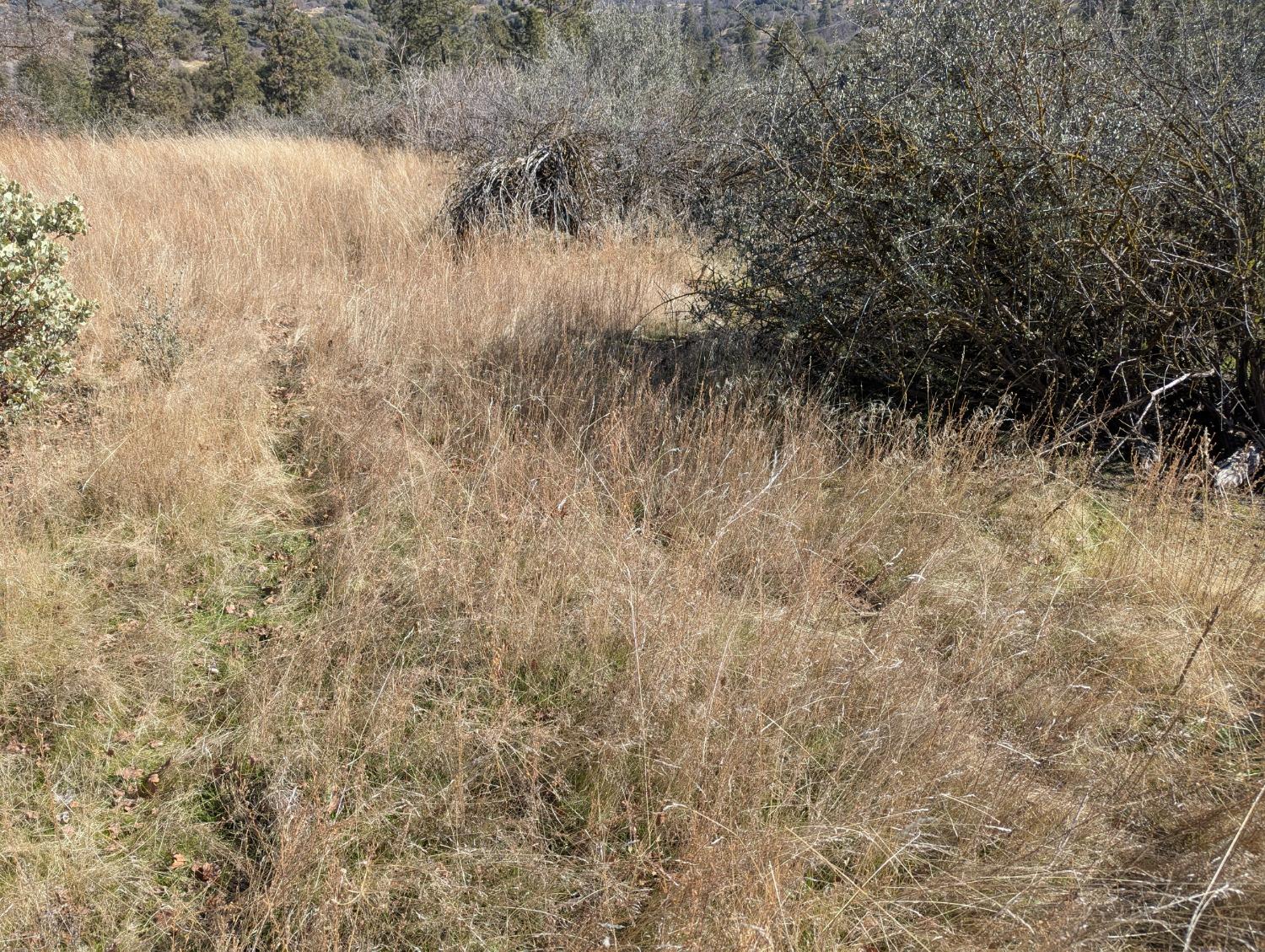 141517 Dunlap Rd, Miramonte, CA 93641