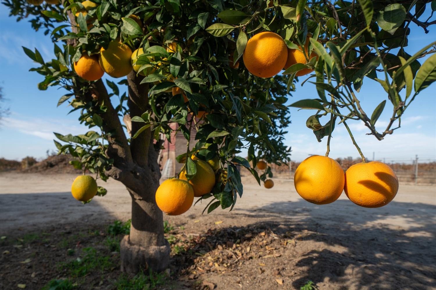 8139 S Kenneth Ave, Fowler, CA 93625