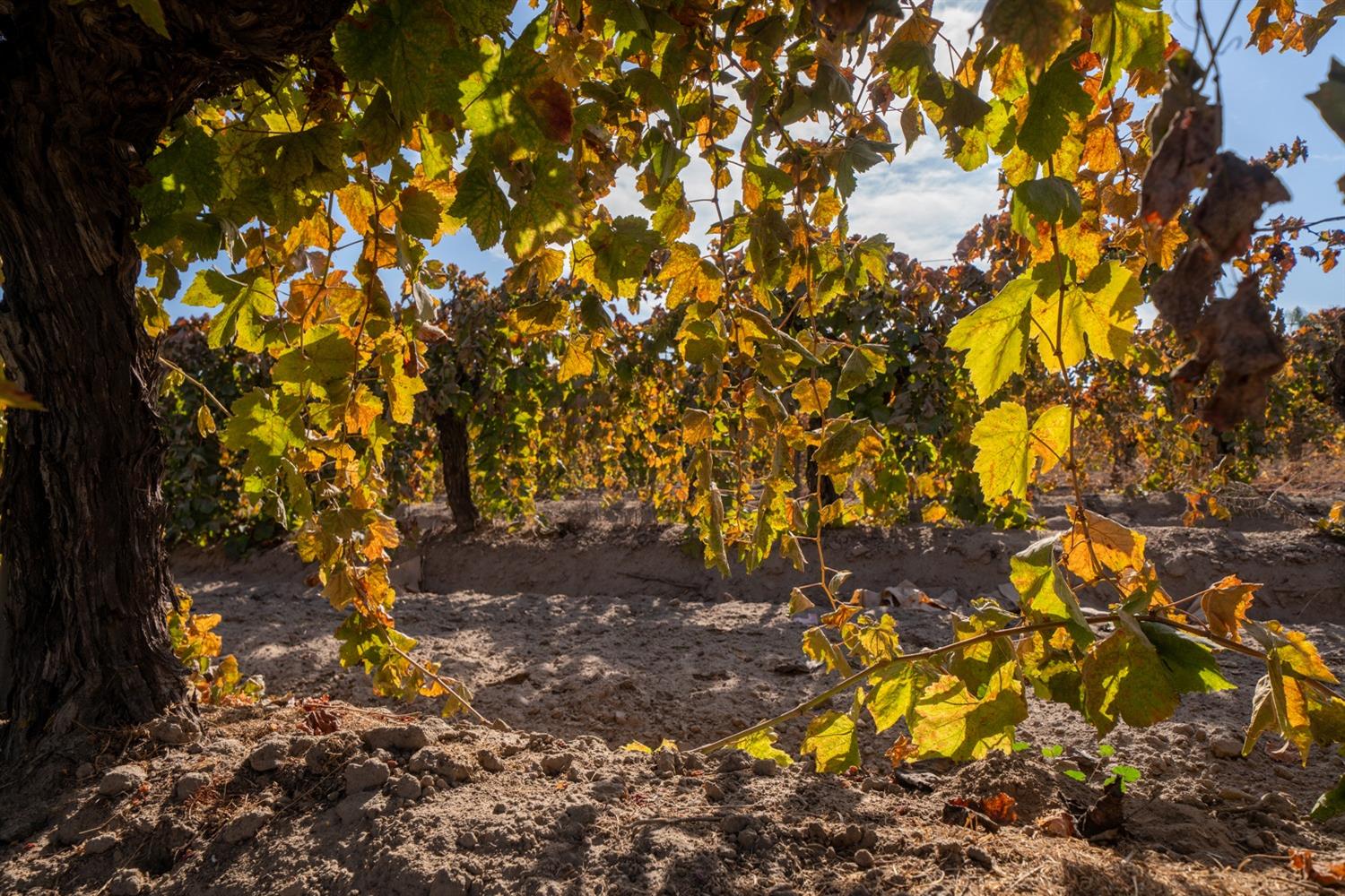 8139 S Kenneth Ave, Fowler, CA 93625