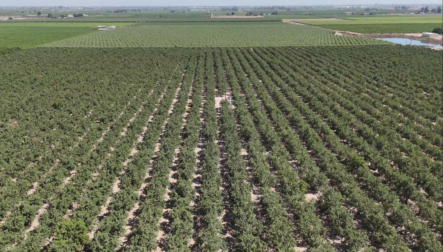 10454 E Clarkson Ave, Kingsburg, CA 93631