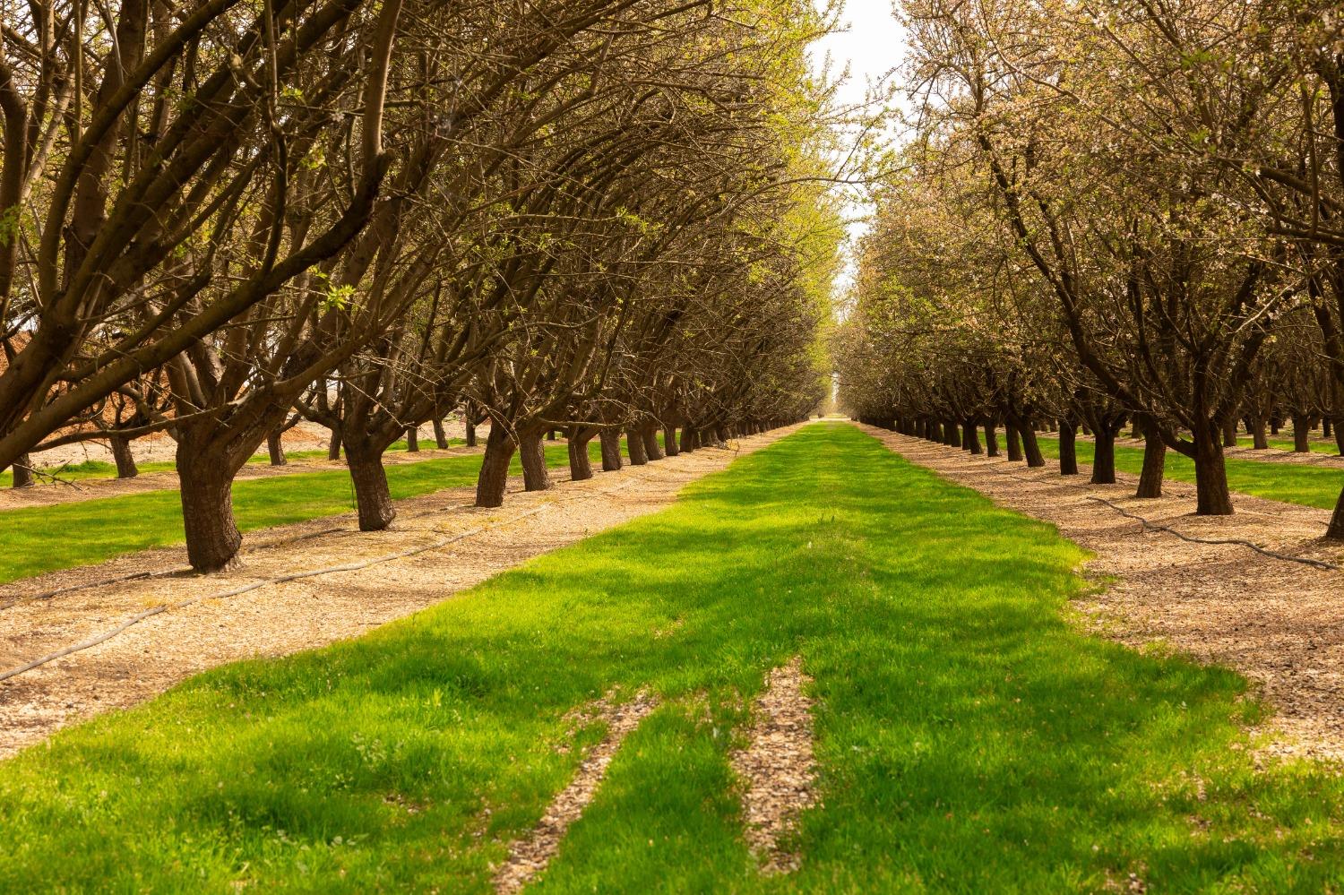 5720 E Conejo Ave, Selma, CA 93662