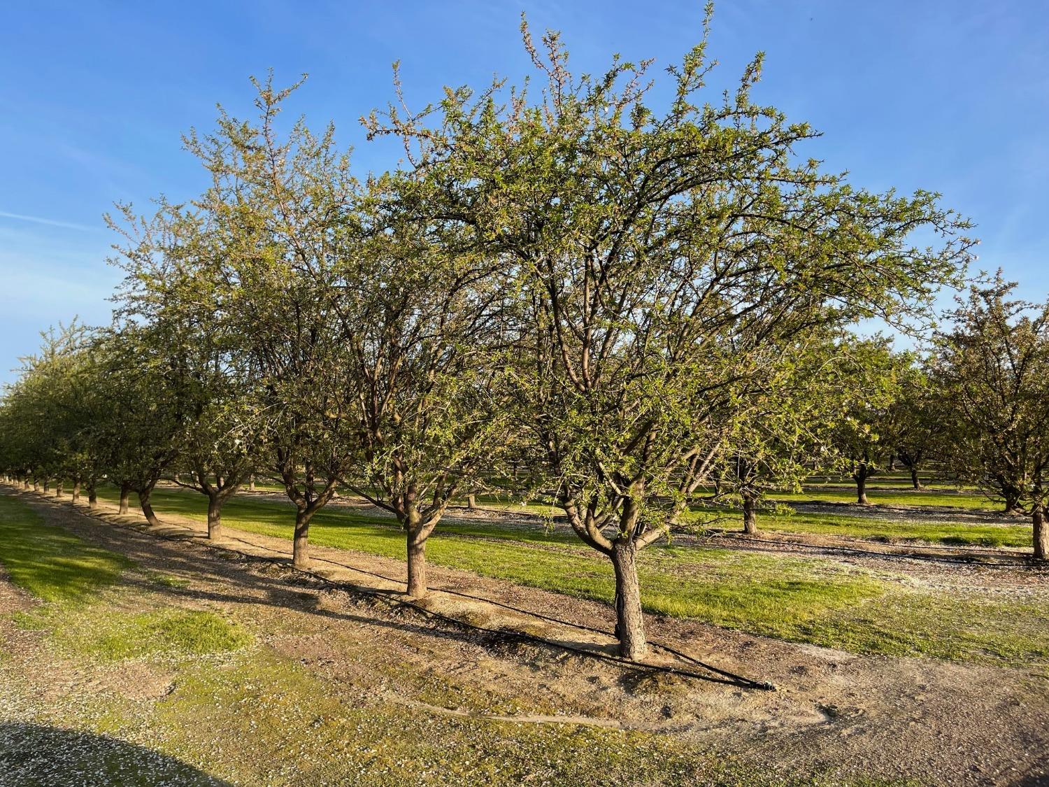 5720 E Conejo Ave, Selma, CA 93662