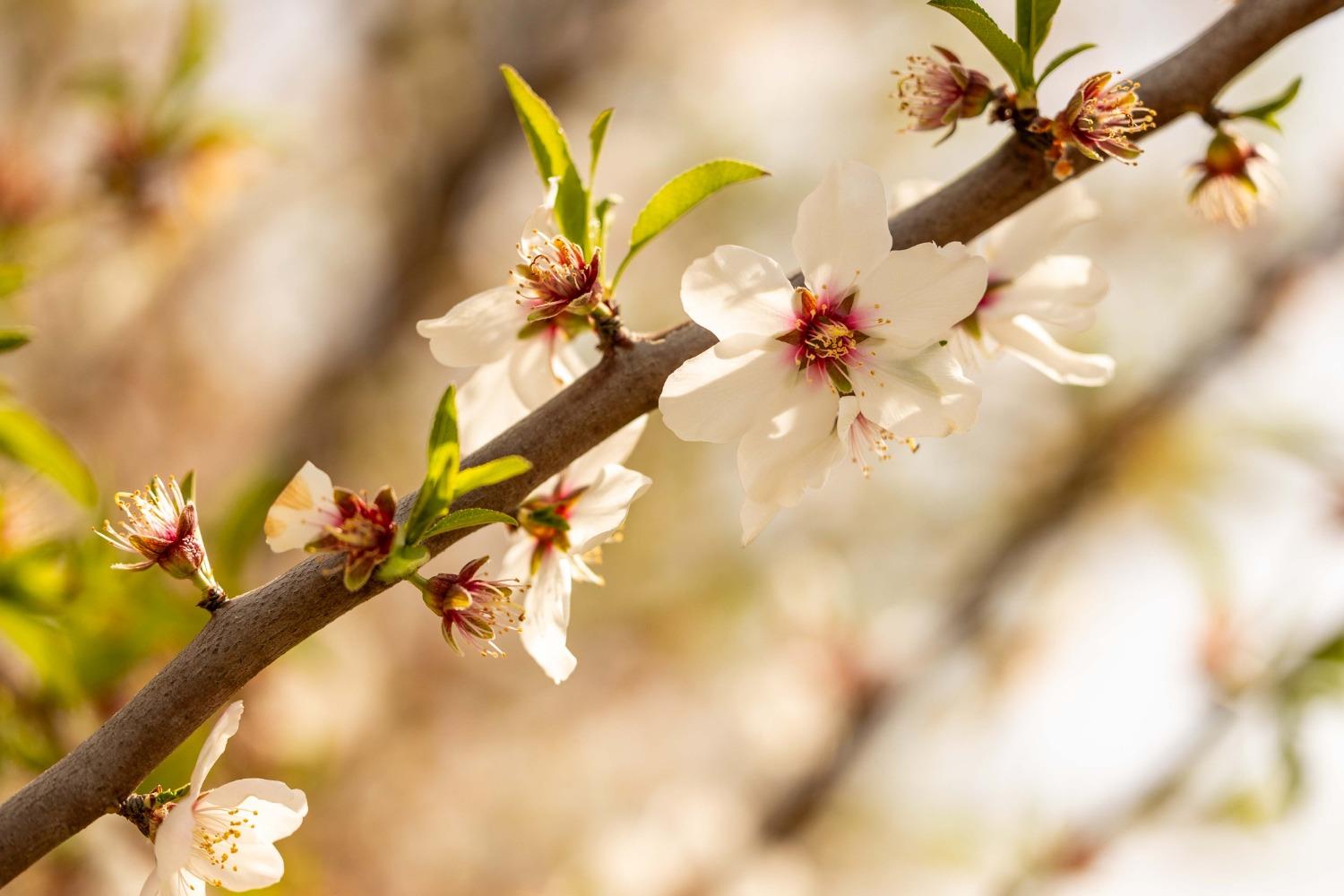 5720 E Conejo Ave, Selma, CA 93662