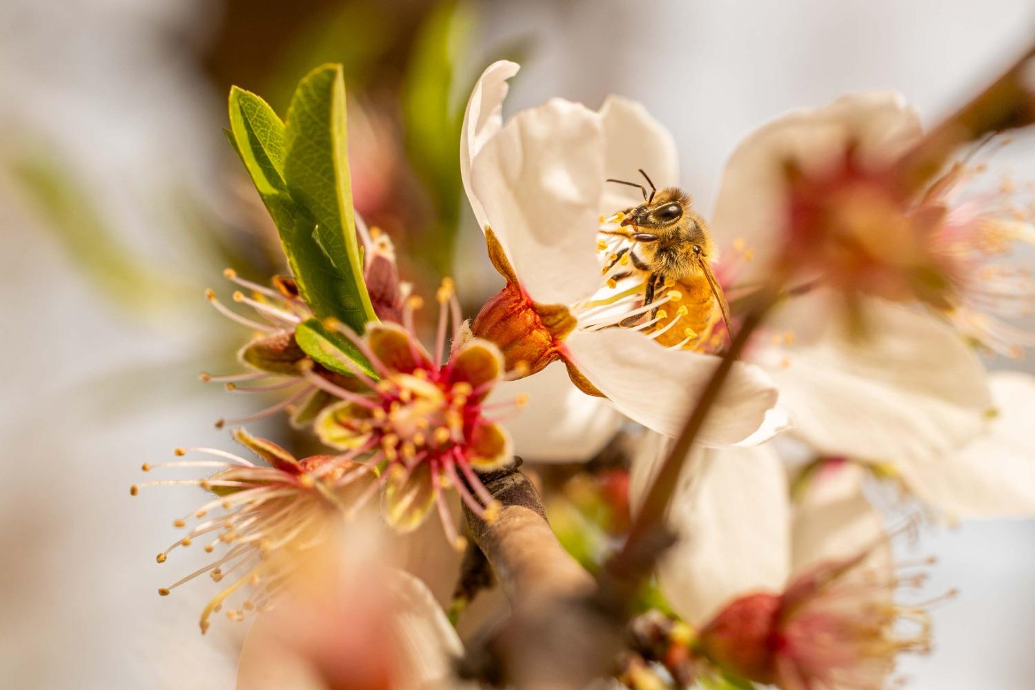 5720 E Conejo Ave, Selma, CA 93662