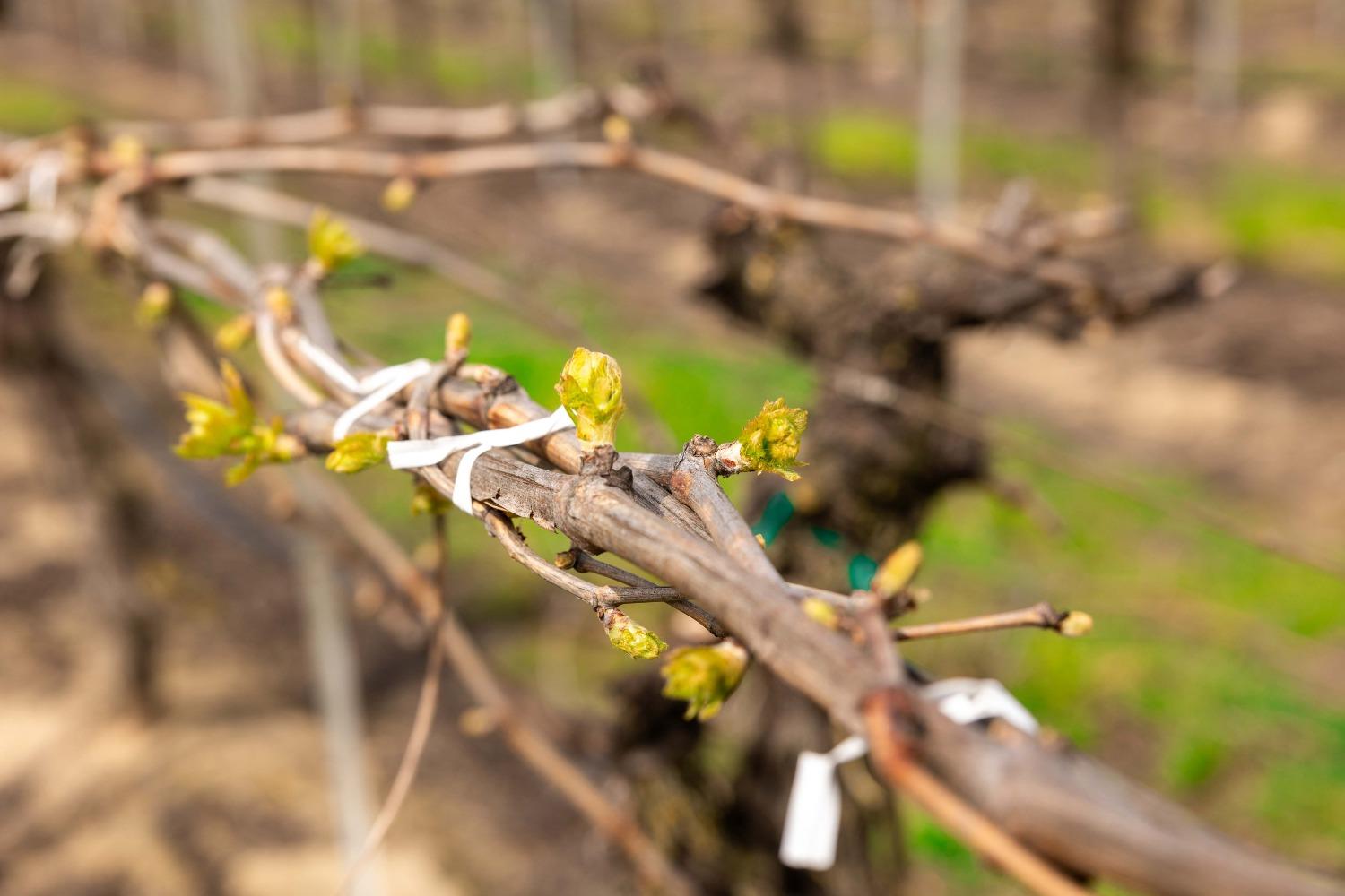 5720 E Conejo Ave, Selma, CA 93662