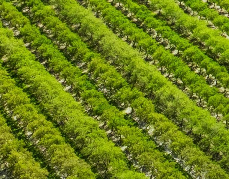 5720 E Conejo Ave, Selma, CA 93662